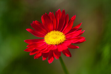 Close up red gerbera flower on green blurred background