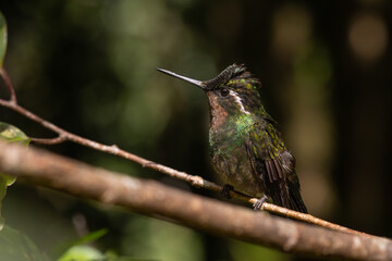 Fototapeta premium Male purple-throated mountain hummingbird resting on a perch in Monteverde, Costa Rica