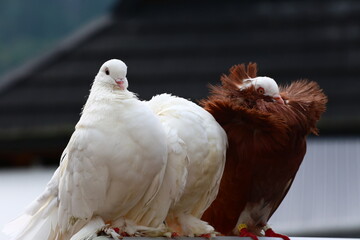 white and brown fancy pigeons put on a show