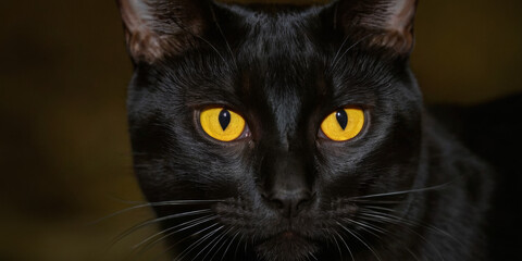 Close-up of a black cat's face with striking yellow eyes in darkness. Ideal for mysterious or Halloween-themed designs with a focus on piercing gaze and contrast.
