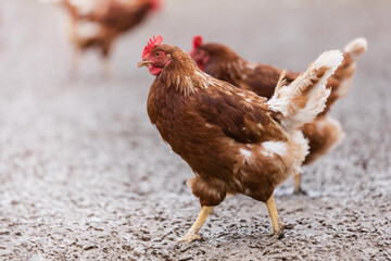 group of free-range brown chicken on a farm