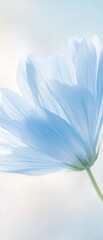 A close up of a blue flower with a white background