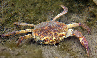 Potamon fluviatile a freshwater crab under the water