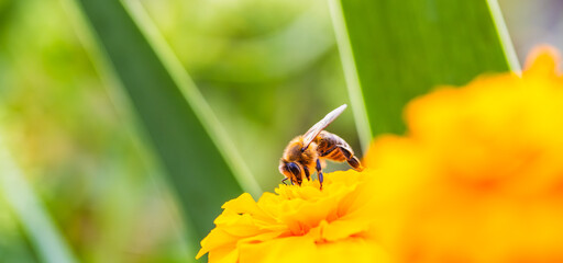 A close-up view of a bee collecting nectar from a vibrant orange flower in a sunny garden setting during springtime