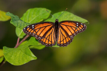 Viceroy Butterfly 01