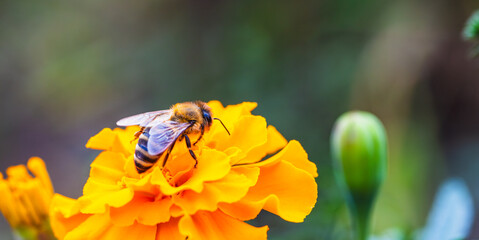 A close-up view of a bee collecting nectar from a vibrant orange flower in a sunny garden setting during springtime