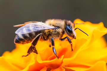 A close-up view of a bee collecting nectar from a vibrant orange flower in a sunny garden setting during springtime