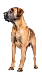 Obraz premium A Spanish Mastiff standing in a relaxed position, exuding calmness and strength, with ample copy space for text overlay