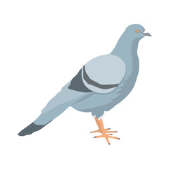 Illustration couleur d’un oiseau : le pigeon - on le trouve en plaine et dans de nombreuses villes à travers le monde.