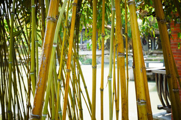 bamboo forest