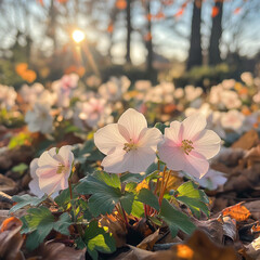 A beautiful autumn garden with hellebores blooming in soft shades of white and pink, surrounded by fallen leaves and bathed in soft sunlight taken with