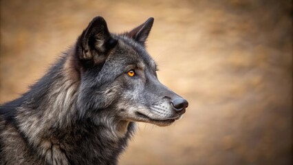 Fototapeta premium Profile of a black phase grey wolf against a neutral background with copy space