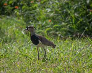 bird / ave -  Vanellus chilensis - pellar