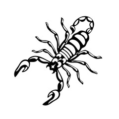 Here is a highly detailed black and white scorpion illustration that is perfect for a variety of creative projects. Scorpio Zodiac Sign. celestial objects, astrology, mystical, space, predict future