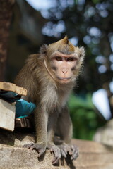 Close-up of a macaque monkey in outdoors with natural light. Wildlife concept
