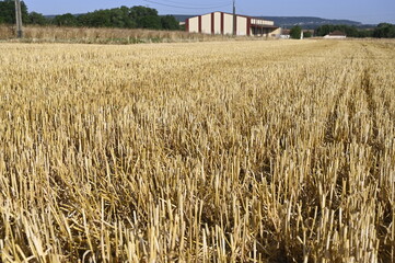 Chaumes de céréales