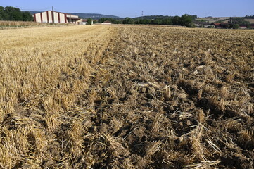déchaumage d'une céréale