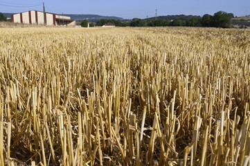 Chaumes de céréales