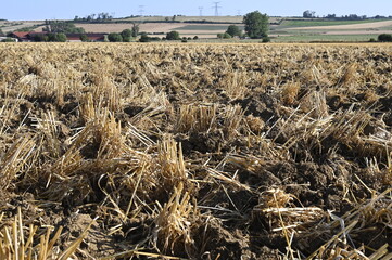 déchaumage d'une céréale