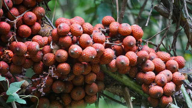Ripe rattan fruit (Manau, hoe, jernang, buah ular, Littuko) on the tree. The rattan fruit is edible, the texture is like lychee fruit