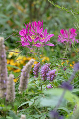 Colourful flowers in the garden at the impressionist painter, Claude Monet's house in Giverny, Normandy, France. 
