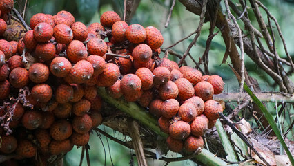 Ripe rattan fruit (Manau, hoe, jernang, buah ular, Littuko) on the tree. The rattan fruit is...