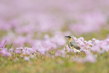 The northern wheatear or wheatear (Oenanthe oenanthe) is a small passerine bird that was formerly classed as a member of the thrush family Turdidae, sat in open purple flower field
