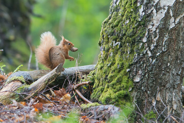 Portrait of a red squirrel in close-up. A red squirrel is sitting on a tree in a park on a sunny day. The squirrel became alert. Selective focus, blurred background. People take care of animals.