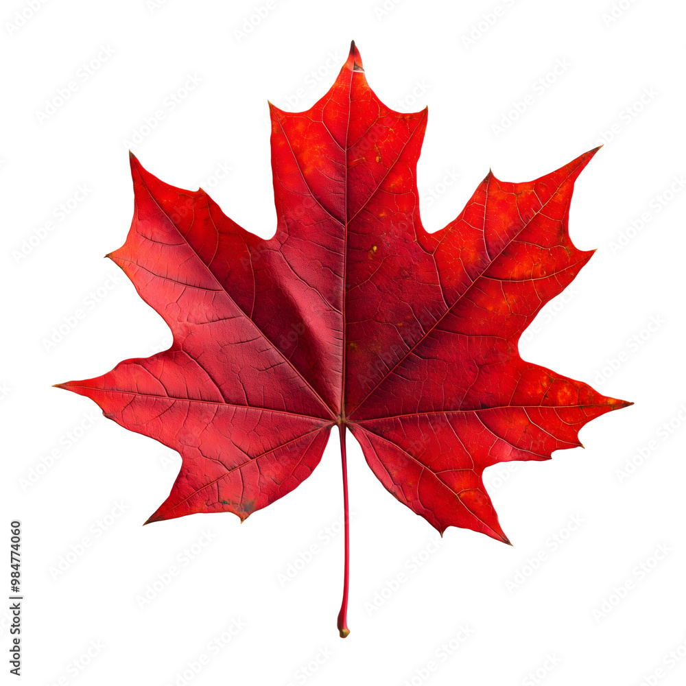 Wall mural red maple leaf isolated on transparent background generative ai.