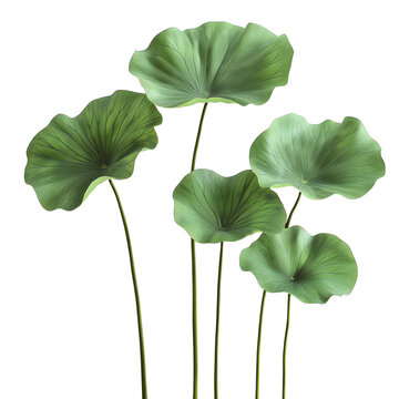 green lotus leaves isolated on transparent background Generative Ai.

