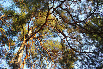 branches and bark of pine trees