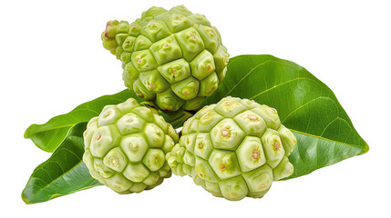 Fototapeta premium Fresh Noni (Morinda citrifolia) fruit isolated on transparent and white background, Asian organic herbs and spices concept. PNG