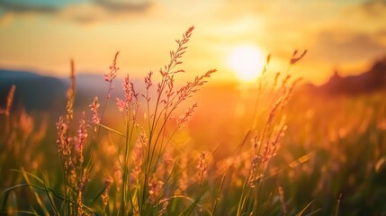 Naklejka premium Golden sunset illuminating tall grasses in a tranquil field, creating a serene and peaceful atmosphere.