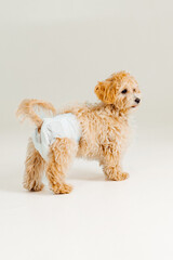 A fluffy dog wearing a blue diaper stands confidently on a light background, showcasing a playful and adorable look