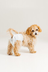 Adorable small dog wearing a diaper standing against a light background in a cozy indoor setting