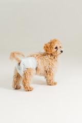 Cute fluffy dog wearing a diaper while standing on a light background in a cozy indoor setting during the day