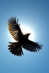 Obraz premium Bird in flight, silhouetted against blue sky, sunlight