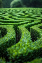 Intricate green hedge maze, dewy and mysterious