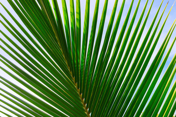 Obraz premium Bottom view of tropical palm trees leaves in blue sky background