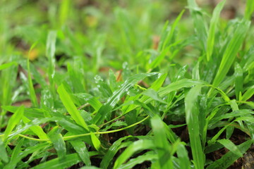 Fresh Green Grass Blades: A close-up view of verdant grass blades, glistening with morning dew,  a testament to the beauty of nature's simple pleasures. The lush, vibrant green evokes tranquility