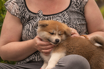chiot akita , chien akita se faisant manipuler par un dame, spitz japonais, se faisant caresser par...