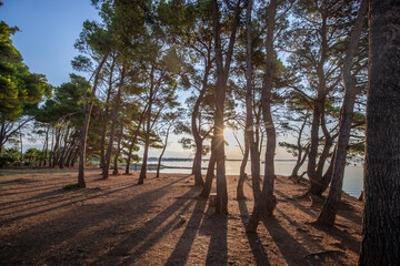 Landscape shot by the sea with pine forest on the coast. Morning mood at sunrise in a landscape shot on Vir Island, Zadar, Dalmatia, Croatia, Adriatic Sea