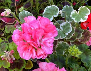 Closeup of pink zonal geranium (pelargonium) with variegated leaves