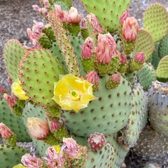 Closeup of a prickly pear cactus (opuntia) with yellow flowers and pink blower buds