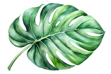 Hand-painted watercolor monstera leaf with intricate green details