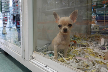Cute Chihuahua puppy dog in glass enclosure at pet shop © vejaa