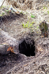 Eurasian beaver (Castor fiber) living hole (beaver house). Entrance from land, but there is water in hole and underwater passage to living chamber. Unnecessary wood is cut by animals. Boreal forests