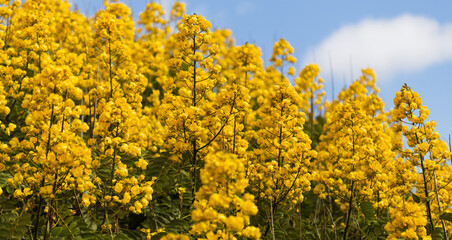 Yellow flowers of Senna spectabilis, golden wonder tree