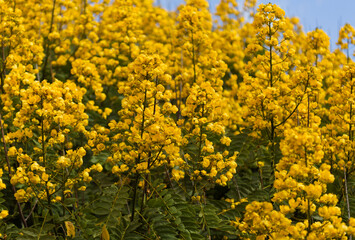 Obraz premium Yellow flowers of Senna spectabilis, golden wonder tree