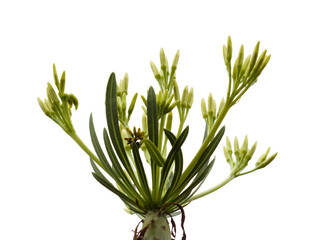 Flora of Gran Canaria - Kleinia neriifolia, locally called verode